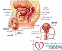 Tinh hoàn bên to bên nhỏ không đều nhau là do đâu?